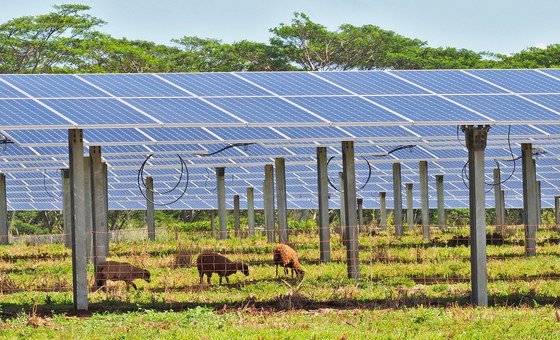 Grazing sheep help to keep grass from growing into the solar panels at Kauai Island Utility Cooperative. 