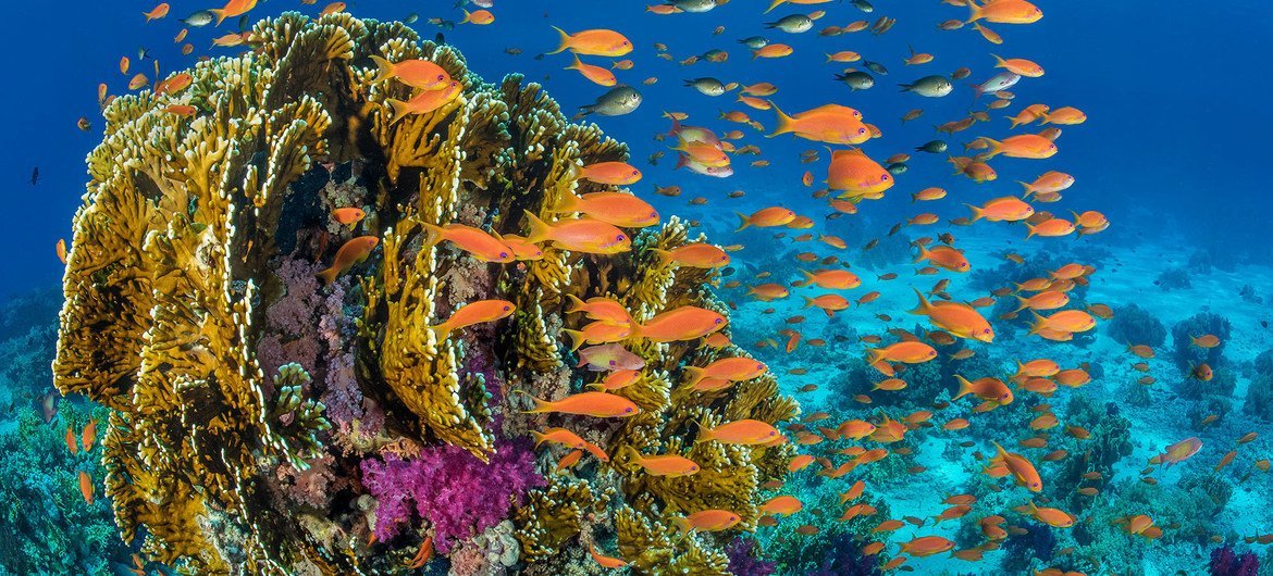 在埃及红海海岸附近的珊瑚礁中周围游来游去去的鱼群。