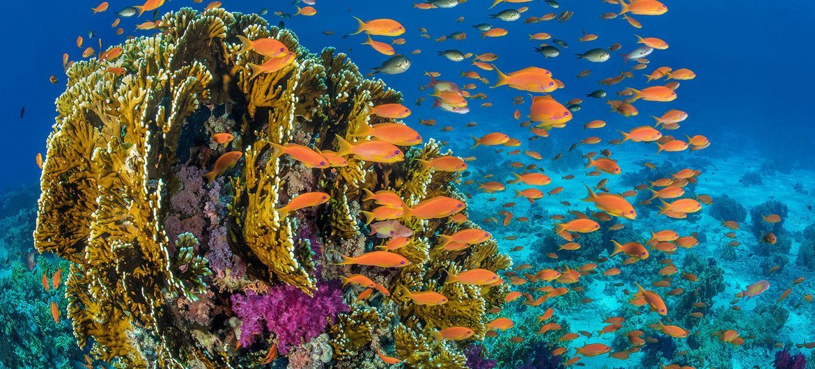 How does the COP15 to the Convention on Biodiversity affect coral