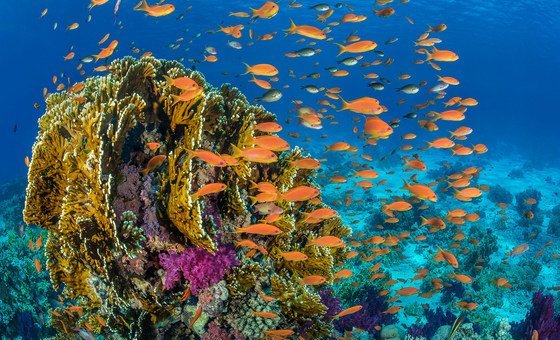 Um dos alvos do tratado é impulsionar ação para garantir a conservação e o uso sustentável dos oceanos
