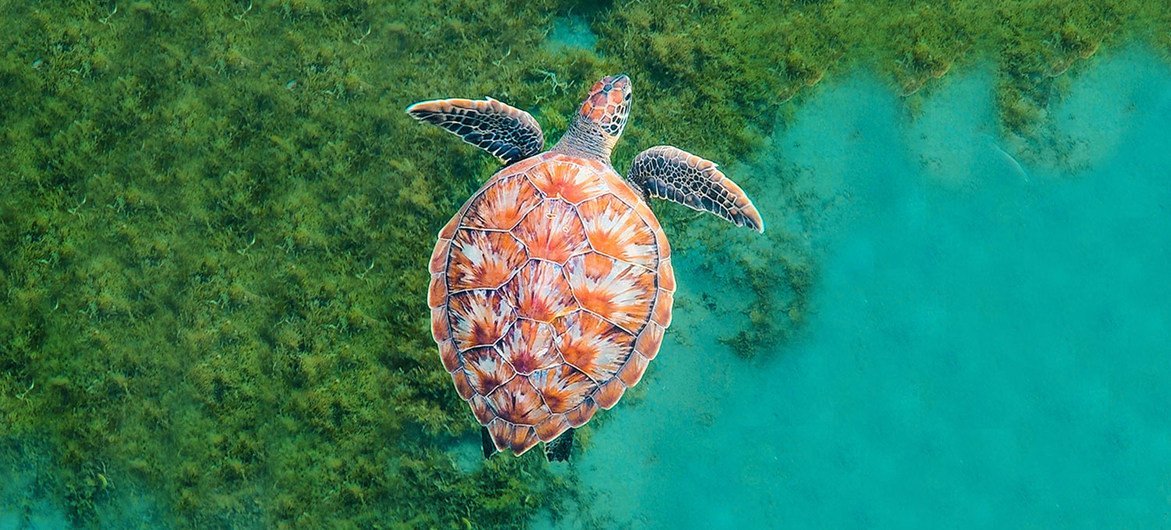 A turtle swims in the ocean in Martinique in the Caribbean.