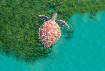 一只海龟在加勒比海马提尼克附近悠游。