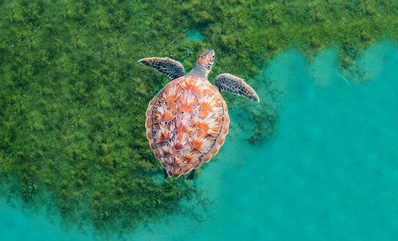 A turtle swims in the ocean in Martinique in the Caribbean.