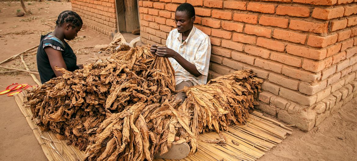 کشاورزانی که تنباکوی خود را فرآوری می کنند تا آن را در بازار او در روستای مزینگو، مالاوی بفروشند.