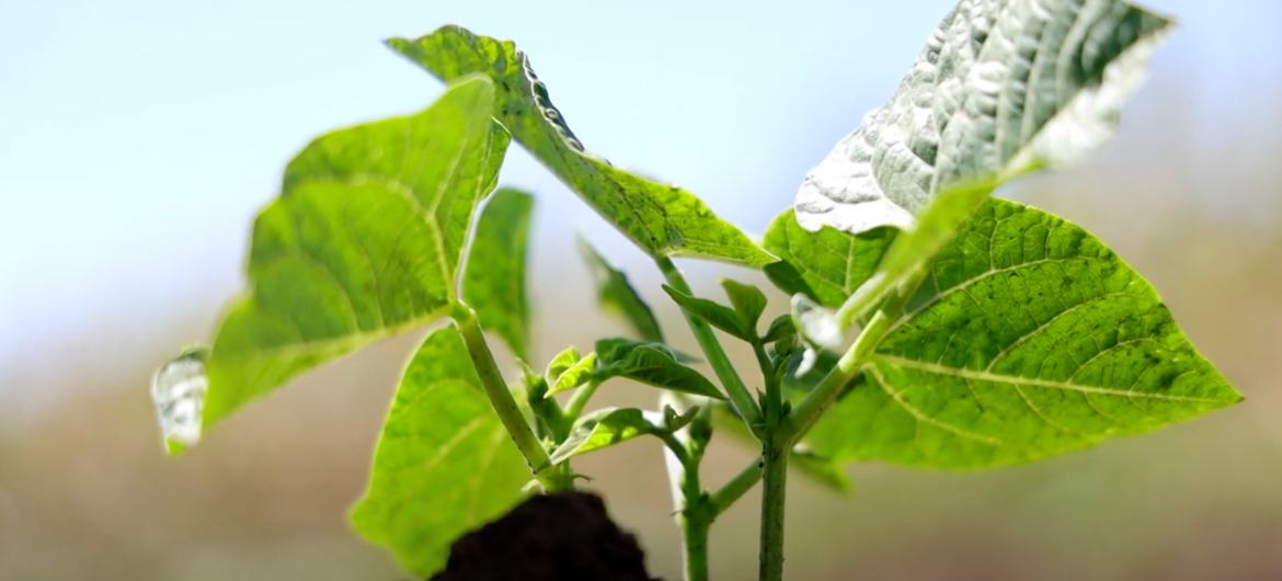 A tobacco plant in Kenya.