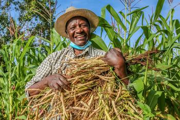 Reginald Omulo is a farmer who switched from farming tobacco to beans, in Kenya.