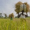 Mulheres agricultoras em plantação de arroz em Serra Leoa.