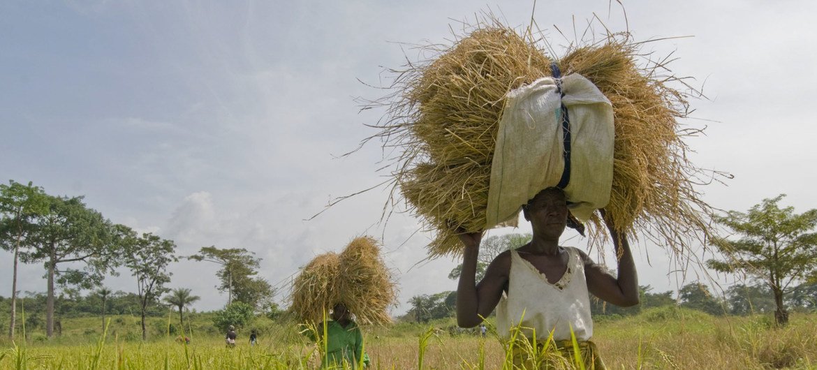 Mulheres agricultoras em plantação de arroz em Serra Leoa.