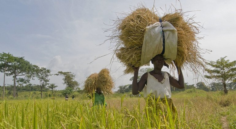 Mulheres agricultoras em plantação de arroz em Serra Leoa.