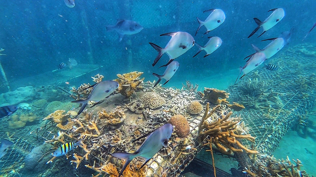 Los peces nadan sobre los viveros de coral en el Parque Nacional Corales del Rosario, Colombia.