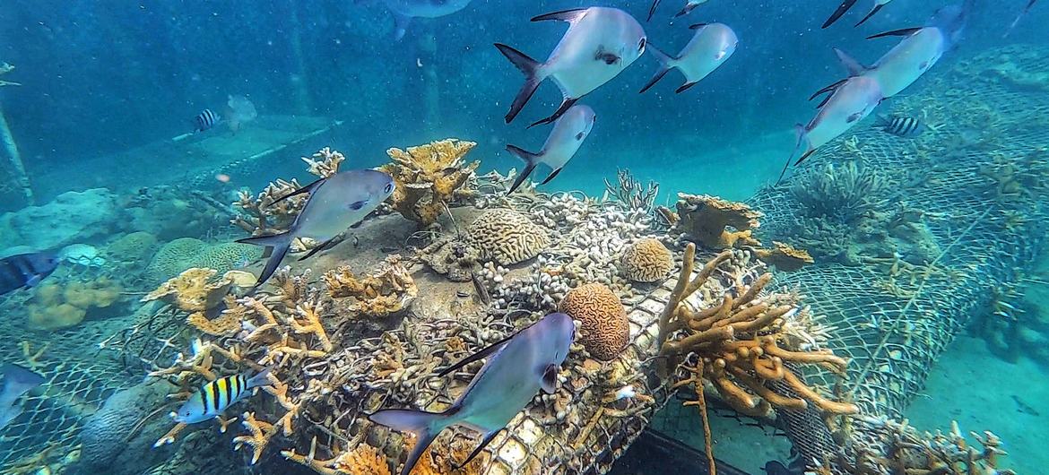 Fish swim over coral nurseries in Corales del Rosario National Park, Colombia.