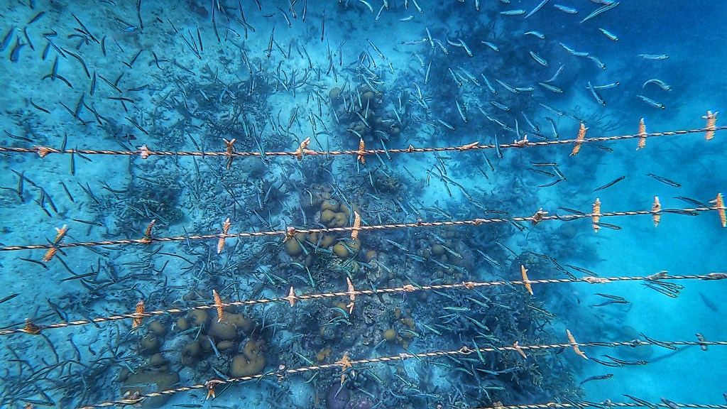 Fragmentos de corales Acropora crecen en un vivero de cuerdas en Oceanario, Colombia.