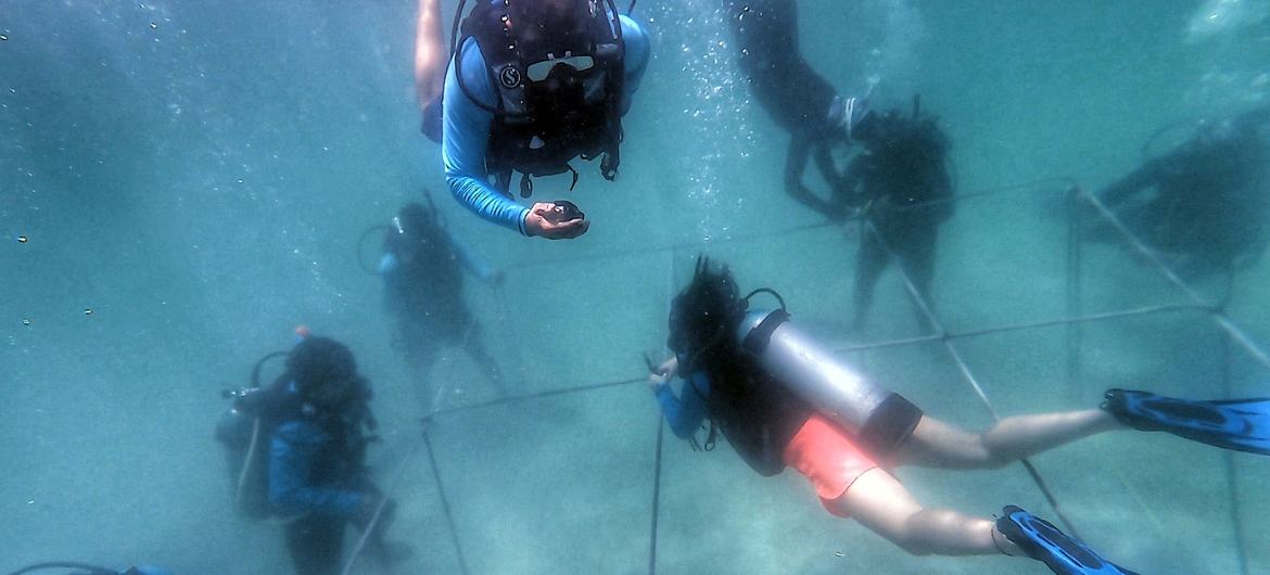 Divers putting together a coral nursery in Isla Tesoro, Corales del Rosario National Park, Colombia.