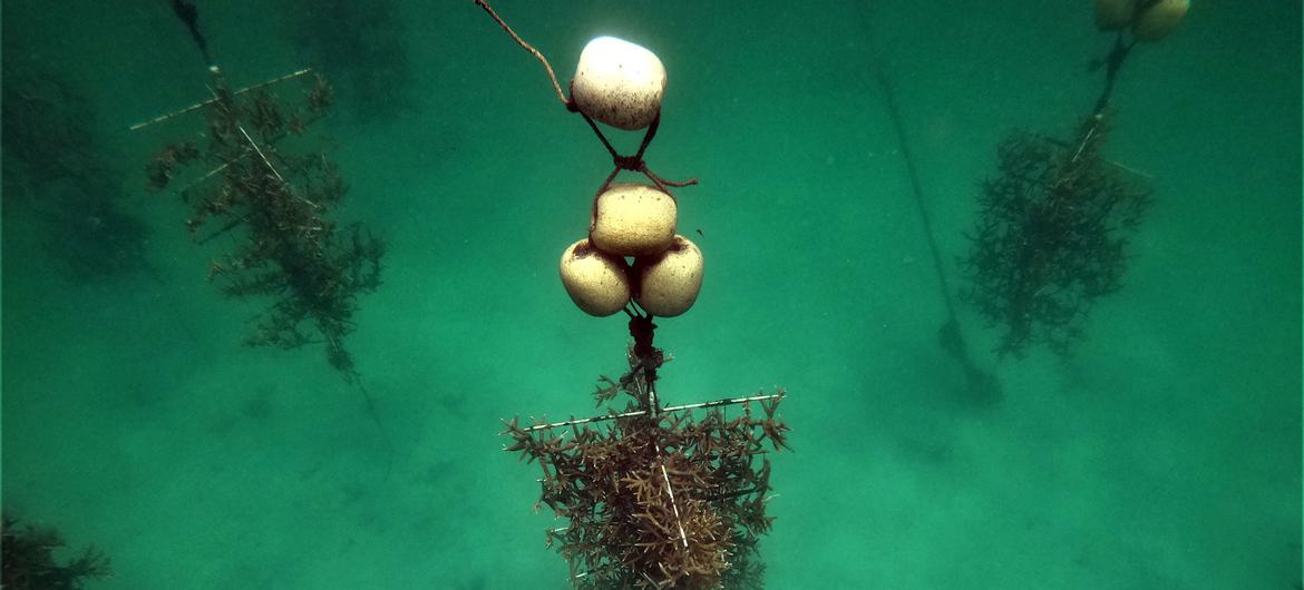 Pépinière de coraux arboricoles à Oceanario, parc national de Corales del Rosario, Colombie.