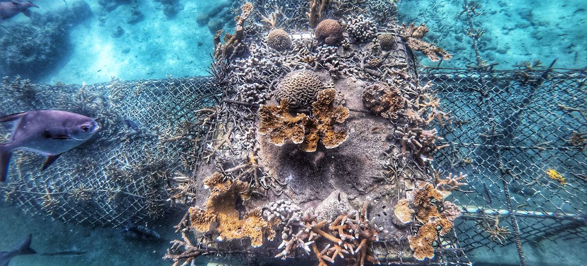 Une pépinière de coraux de type table où poussent plusieurs espèces, dont les Acroporas, presque disparus dans les Caraïbes.