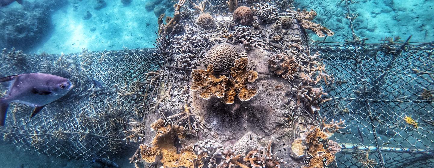 A table-type coral nursery growing several species, including the almost extinct Acroporas in the Caribbean.