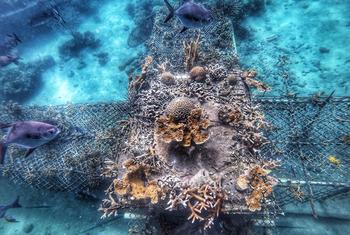 Une pépinière de coraux de type table où poussent plusieurs espèces, dont les Acroporas, presque disparus dans les Caraïbes.