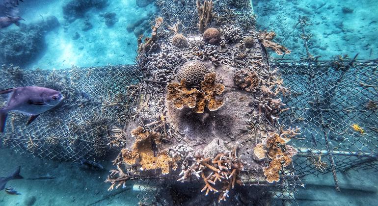 Un vivero de coral de tipo mesa que reproduce varias especies, incluyendo la casi extinta Acroporas en el Caribe.