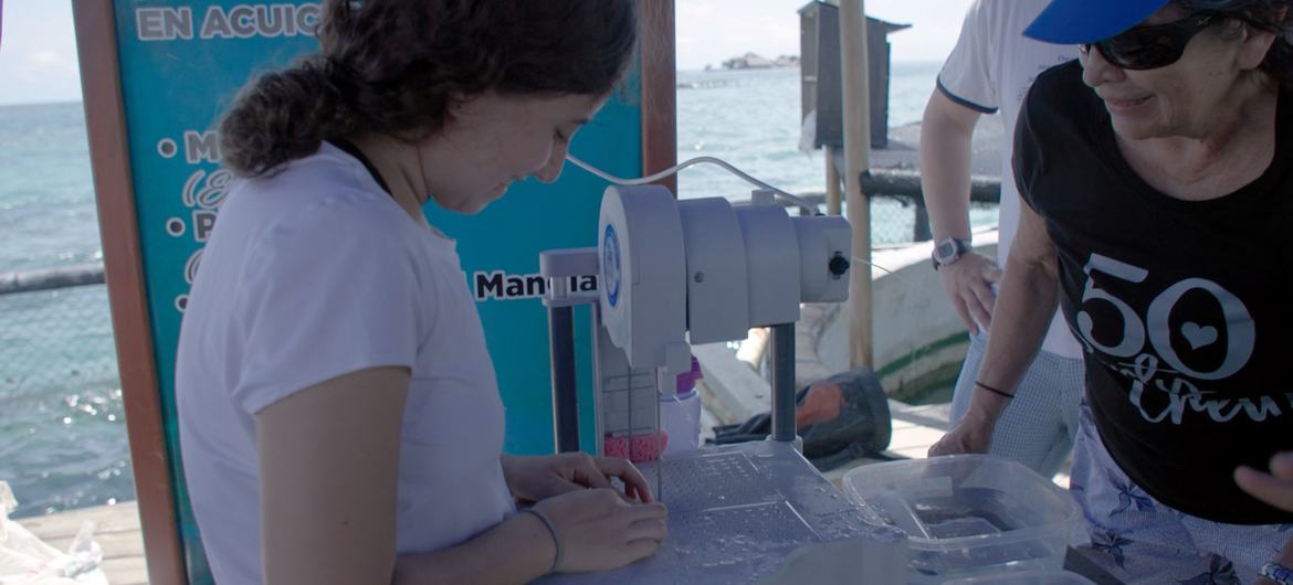 Marine Biologist Elvira Alvarado teaching how to do micro fragmentation of a coral with an special band saw.