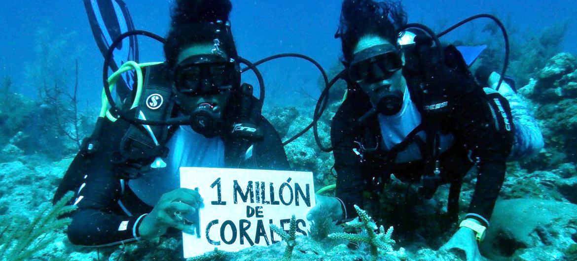 Des plongeurs posent avec des coraux transplantés et un panneau "Un million de coraux pour la Colombie", le nom du plus grand projet de restauration des océans en Amérique latine.