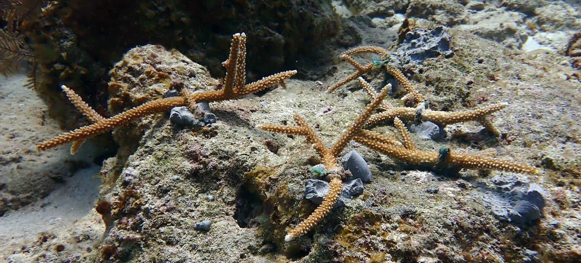 Corales Staghorn trasplantados en viveros.