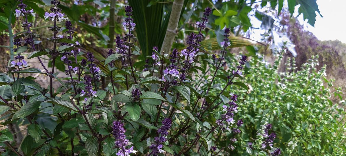 Flowers grown with the help of organic Red Diamond compost, made with saragassum seaweed in Barbados.