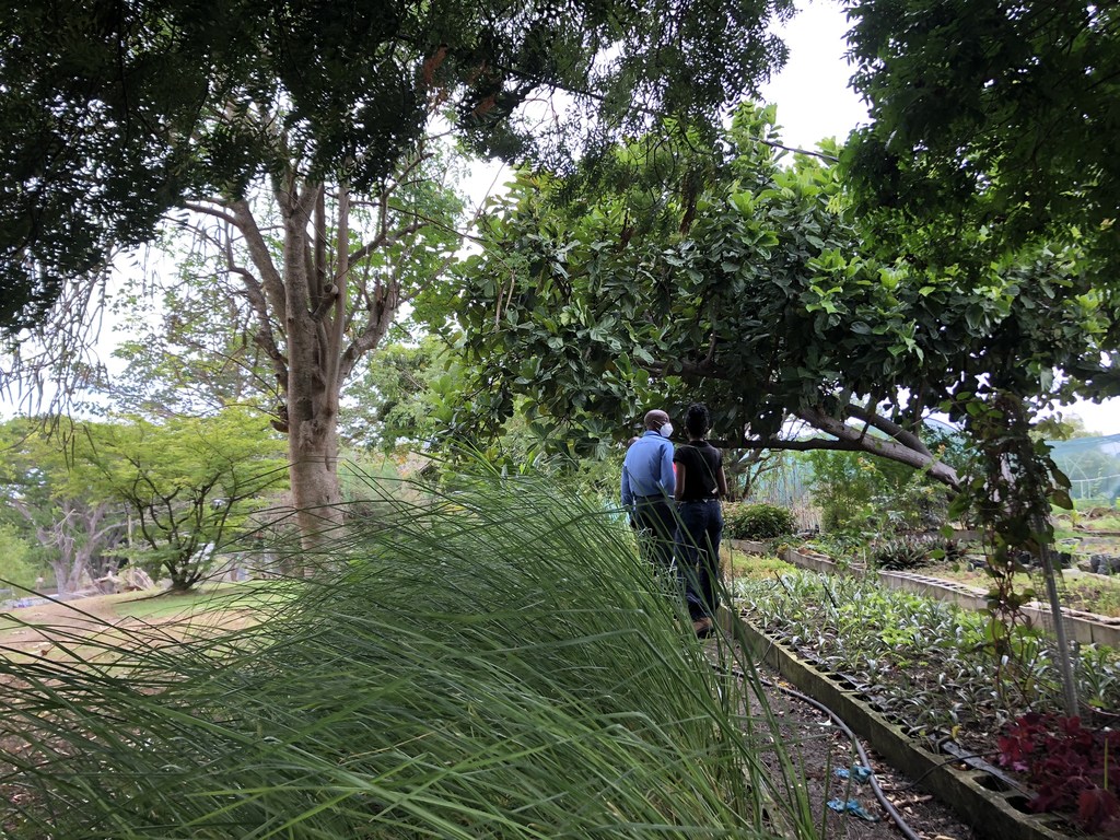 Khus khus grass is being grown in the Barbados National Botanical Gardens, to be used in hedgerows as part of an initiative to reduce land-based pollution in the ocean.