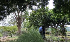 La hierba Khus khus se está cultivando en los Jardines Botánicos Nacionales de Barbados, para ser utilizada en setos como parte de una iniciativa para reducir la contaminación terrestre en el océano.