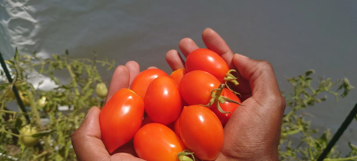 Tomat ditanam dengan bantuan kompos Red Diamond organik, dibuat dengan rumput laut saragassum di Barbados.