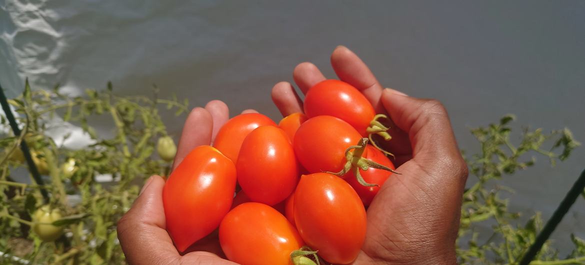 Tomates cultivées à l'aide de compost biologique Red Diamond, fabriqué avec des algues saragassum à la Barbade.