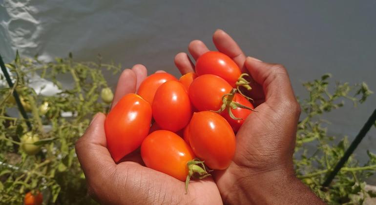 Tomates cultivées à l'aide du compost biologique Red Diamond, composé d'algues saragasse, à la Barbade.