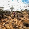 Invasão de gafanhotos do deserto que estão dizimando as plantações na Somália.