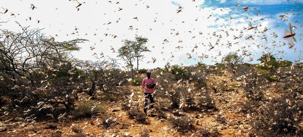 Les criquets pèlerins pullulent dans la région de Nugal en Somalie.