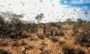 Locusts swarm in the Nugal region of Somalia. (file photo)
