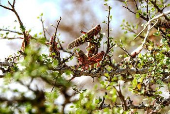 Locusts continue to threaten the livelihoods of people in the Horn of Africa.