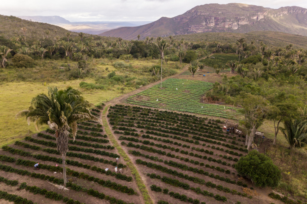 Vista aérea de campos agrícolas e plantações de café na Chapada Diamantina, Brasil, com montanhas e palmeiras ao fundo.