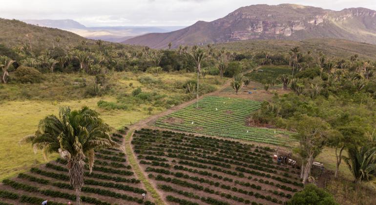 FAO disponibiliza dados sobre gestão sustentável da terra em português