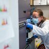牛津大学詹纳研究所的科学家在开发针对冠状病毒的疫苗方面继续取得进展。