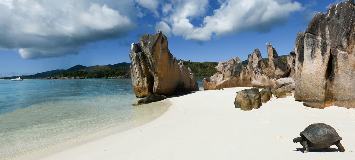 A giant tortoise makes its way to the water's edge on a beach on Curieuse Island, a Seychelles National Park.