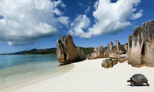 A giant tortoise makes its way to the water's edge on a beach on Curieuse Island, a Seychelles National Park.