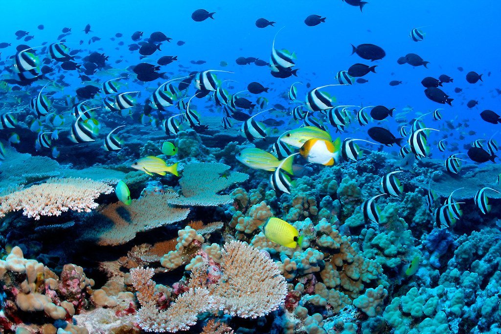 塞舌尔群岛水域中的礁鱼和珊瑚。