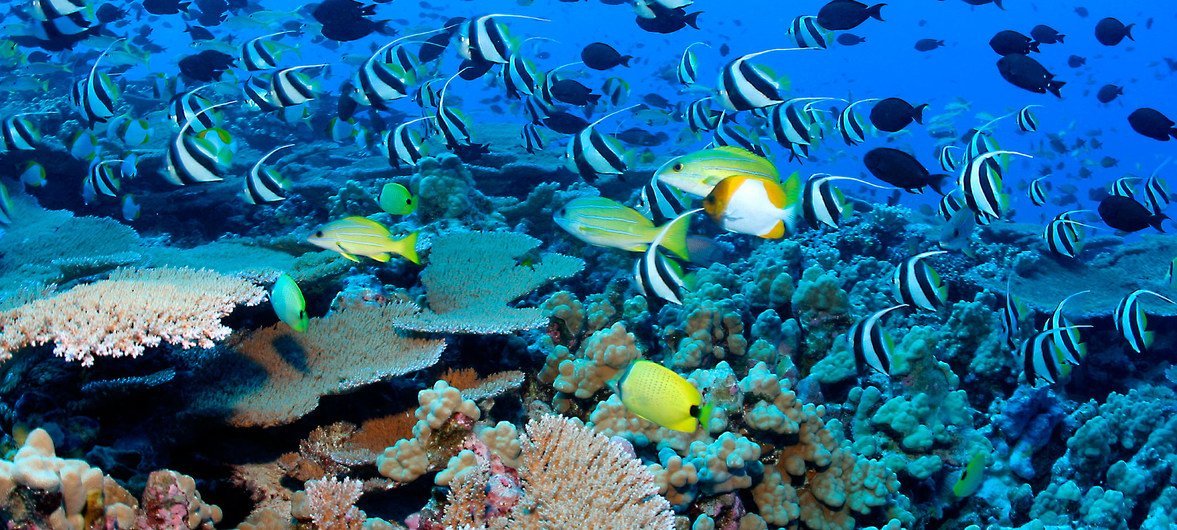 Peces y arrecifes de corales en las aguas del archipiélago de las Seychelles.