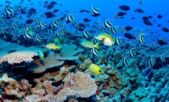 塞舌尔群岛水域中的礁鱼和珊瑚。