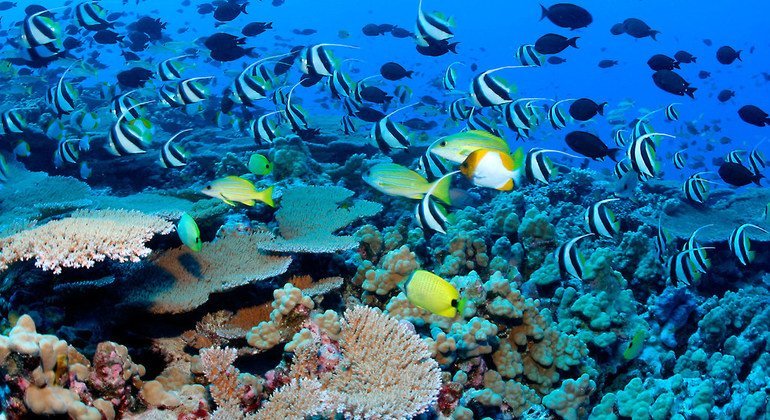 أسماك الشعاب المرجانية في مياه أرخبيل سيشيل.