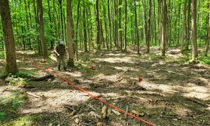 A forest in Croatia contaminated with cluster munitions is cleared.