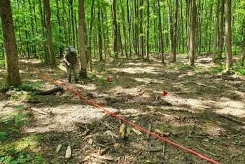 A forest in Croatia contaminated with cluster munitions is cleared.