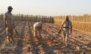 Un equipo de expertos en limpieza de minas busca bombas de racimo en un campo arado de Iraq.
