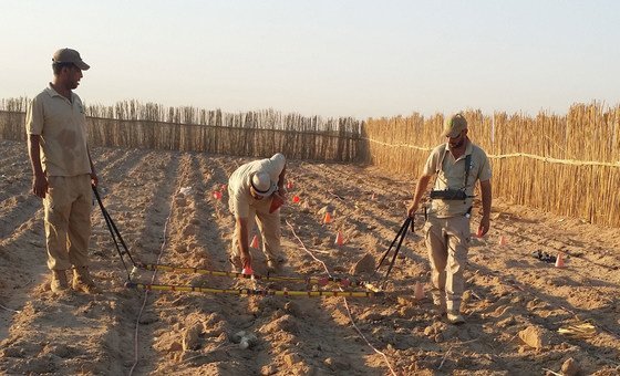 A team of clearance experts searches for cluster bombs in a ploughed field in Iraq. 