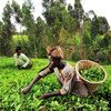 Des agricultrices récoltent le thé dans un champ au Kenya.