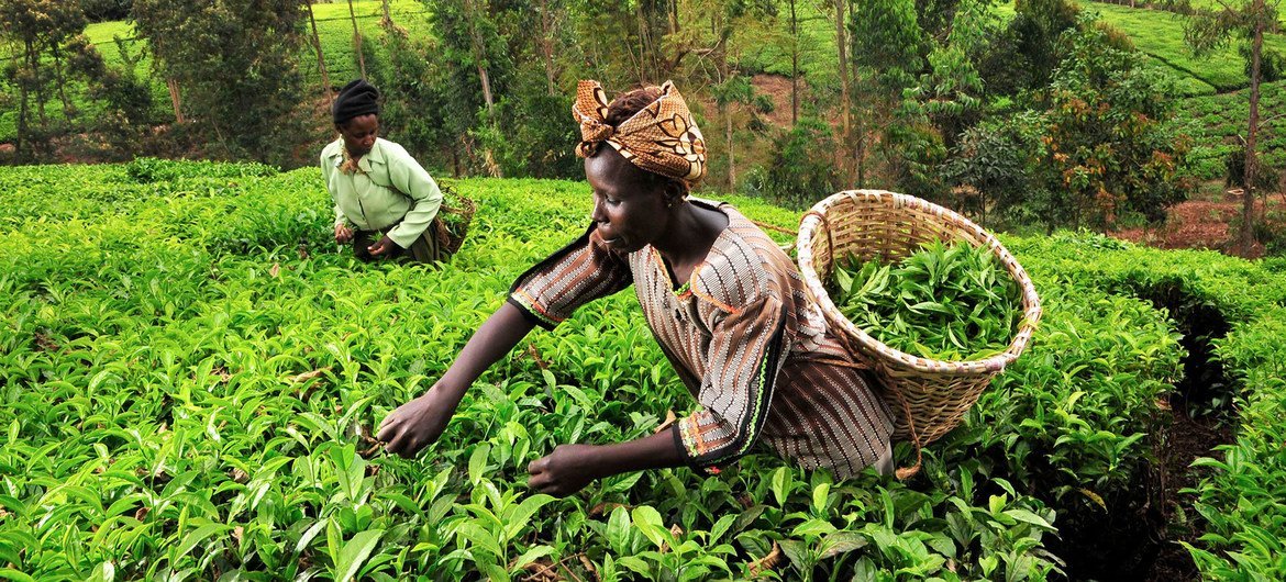 A fig   of beverage  pickers successful  Kenya are shifting to nutrient   different   crops arsenic  clime  alteration  threatens beverage  plantation successful  the country.